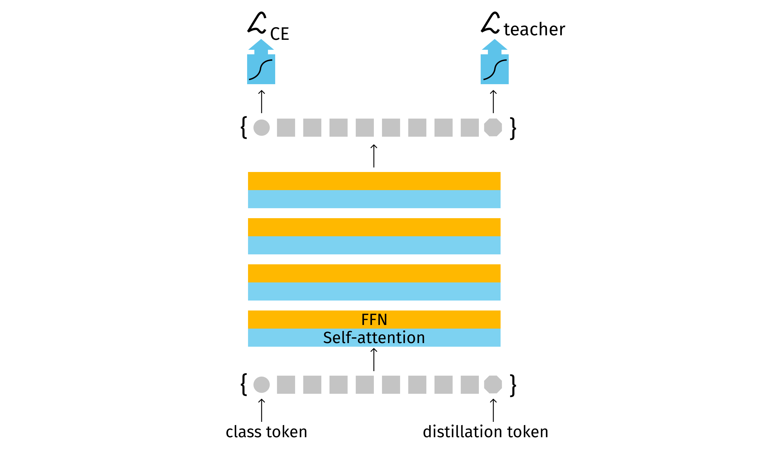 The distillation procedure: the distillation token interacts with the class and patch tokens through the self-attention layers